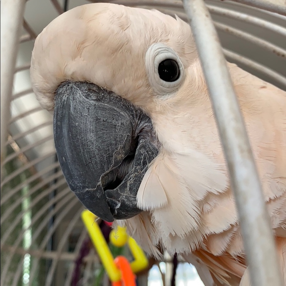 Meet your Posher, Sky